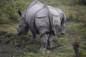 Rhino at CNP