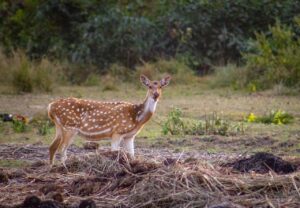 hd wallpaper, nature wallpaper, spotted deer-7672881.jpg