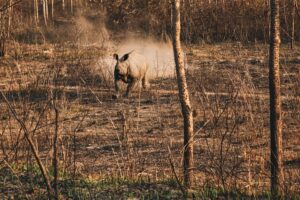 rhino at sauraha