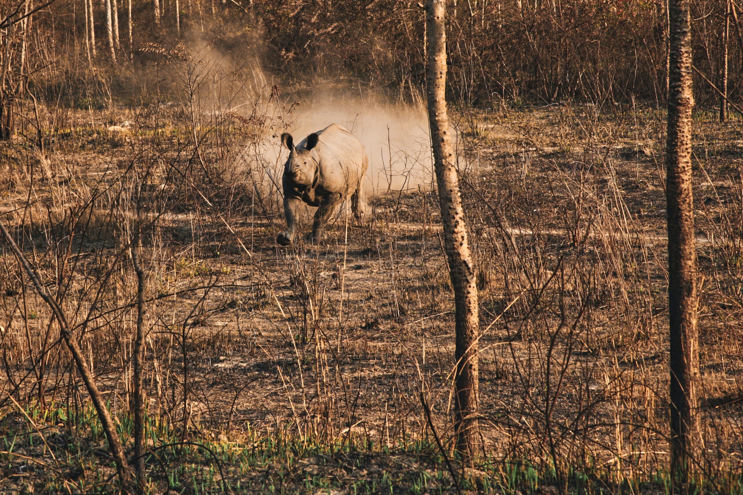 Chitwan National Park-Nepal